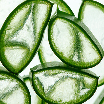 Aloe Vera Extract