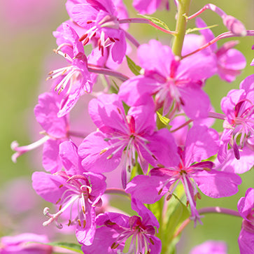 Fireweed Extract