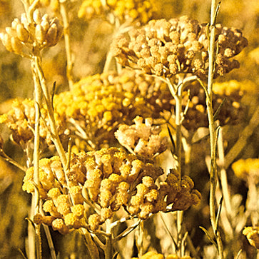 Immortelle Super Aqueous Extract