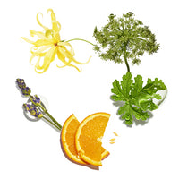 Ingrediente em destaque do Intensive_Repair - L'Occitane