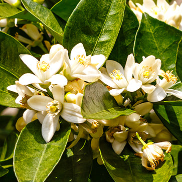 Orange Blossom Perfume Enfleurage