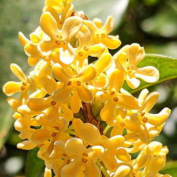 Osmanthus Flower Extract