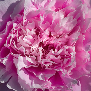 Peony Extract