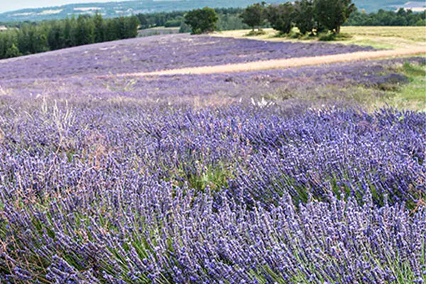 LAVENDER GROWING CONDITIONS