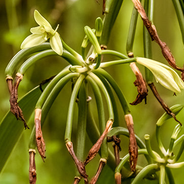 Fragrant Vanilla Extract