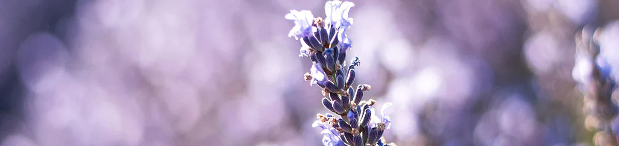 lavender collection