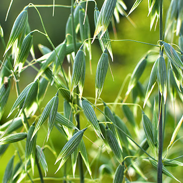 Black Oat Extract