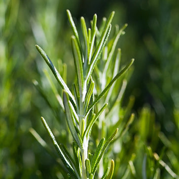 Image-text-1