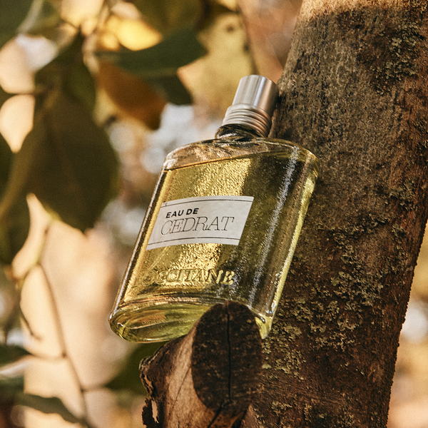 The Ultimate Guide to Cedrat Collection | L'Occitane India